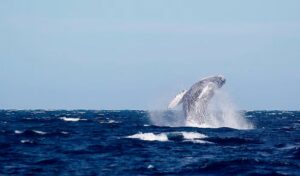 Profepa realiza operativo sobre observación responsable de ballenas en Nayarit