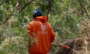 Retiro de lirio en el Querétaro 2000 concluirá la próxima semana