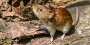 La OMS declara concluido el brote de hantavirus ligado al crucero MV Hondius