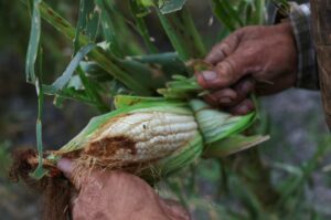 Apuestan por bacterias y hongos para reducir agroquímicos en Michoacán