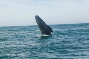 “Las ballenas también tienen derechos”: la batalla legal para protegerlas en el Golfo de California