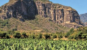 Producción agrícola en Morelos: líder nacional en cinco cultivos