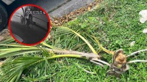 La Secretaría de Movilidad rastrea la unidad de transporte público presuntamente implicada en el corte ilegal de palmeras en camellones de Tepic, Nayarit